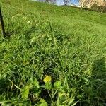 Bromus arvensis Habitat