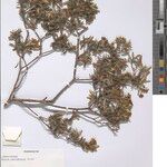 Nuxia isaloensis Otro