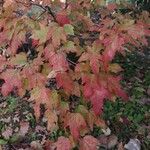 Acer buergerianum Leaf