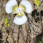 Calochortus gunnisonii Λουλούδι