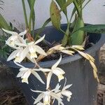 Coelogyne flaccida Yaprak