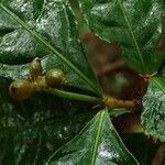 Eumachia domatiicola Fruit