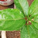 Passiflora edulis Deilen