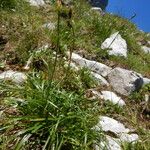 Carex sempervirens Blad