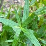 Lythrum salicaria Leaf