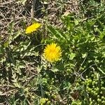 Taraxacum sect. TaraxacumFloare