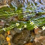 Ranunculus aquatilis ശീലം