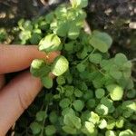 Cardamine hirsutaLeht