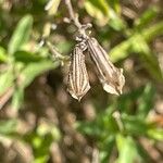 Salvia × jamensis Gyümölcs