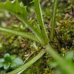 Lapsana communis 樹皮