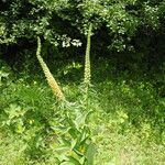 Digitalis ferruginea Habit