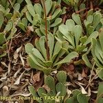 Limonium emarginatum Habit