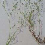 Sabulina tenuifolia Folha