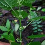 Parietaria debilis Flor