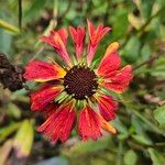 Helenium autumnale Blüte