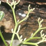 Cnidoscolus megacanthus Corteza