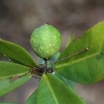 Ficus cyathistipula Frucht