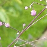 Thalictrum delavayi Кветка