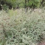 Mimosa aculeaticarpa Hábito
