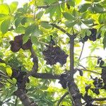 Sterculia foetida Fruto