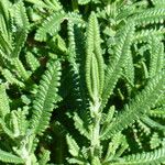 Lavandula dentata Leaf