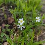 Moehringia ciliata Flower