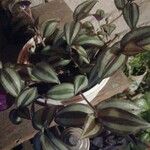 Tradescantia zebrina Blatt