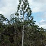 Araucaria goroensis 整株植物