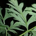 Physospermum cornubiense Leaf