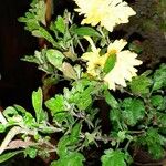 Chrysanthemum x grandiflorum Лист