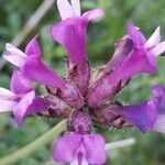 Astragalus vesicarius Blomst