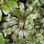 Costus curvibracteatus Leaf