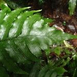Triplophyllum buchholzii Hoja
