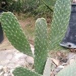 Consolea rubescens Hoja