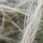 Stipa pennata Цветок