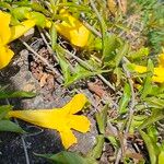 Dolichandra unguis-cati Цвят