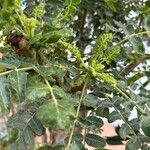 Boswellia sacra Leaf