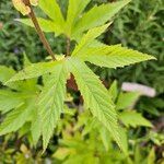 Filipendula rubra Leaf