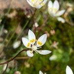 Micranthes stellaris Floare