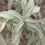 Salvia fruticosa 葉