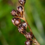 Juncus gerardi फल