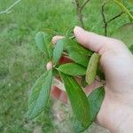 Sideroxylon lanuginosum Leaf