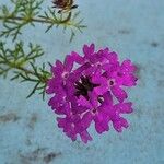 Verbena bipinnatifida Цвят