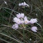 Allium roseum Flower