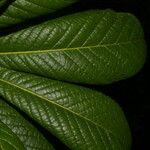 Pouteria viridis Φύλλο
