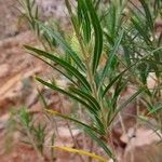 Gomphocarpus fruticosus Leaf