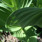 Veratrum californicum Foglia