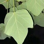 Catalpa ovata Leaf