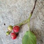 Amelanchier canadensis Fruit
