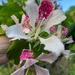 Bauhinia monandra Цвят